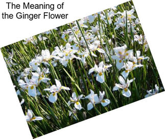 The Meaning of the Ginger Flower