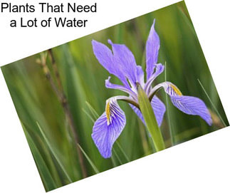 Plants That Need a Lot of Water