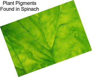 Plant Pigments Found in Spinach