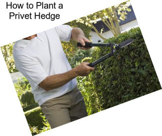 How to Plant a Privet Hedge