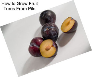 How to Grow Fruit Trees From Pits