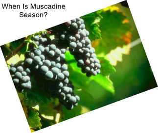 When Is Muscadine Season?
