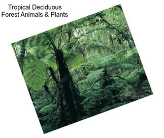 Tropical Deciduous Forest Animals & Plants
