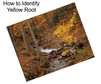 How to Identify Yellow Root