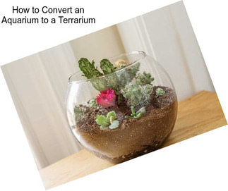 How to Convert an Aquarium to a Terrarium