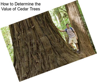 How to Determine the Value of Cedar Trees