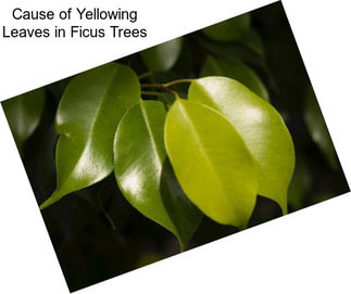 Cause of Yellowing Leaves in Ficus Trees