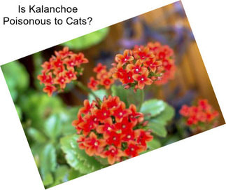 Is Kalanchoe Poisonous to Cats?