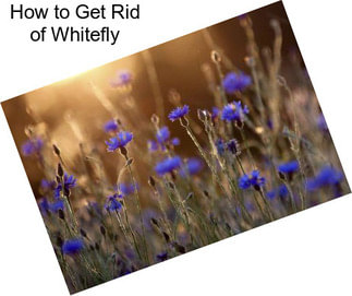 How to Get Rid of Whitefly