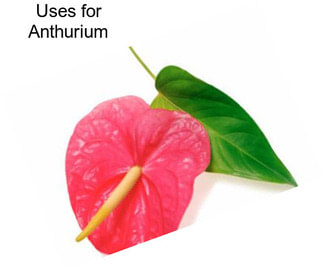 Uses for Anthurium