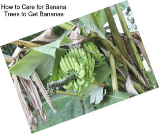How to Care for Banana Trees to Get Bananas