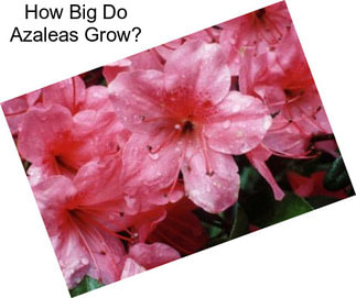 How Big Do Azaleas Grow?