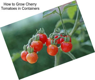 How to Grow Cherry Tomatoes in Containers