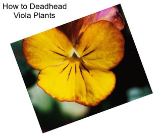 How to Deadhead Viola Plants