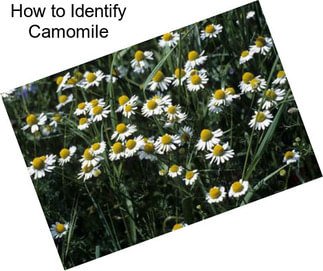 How to Identify Camomile