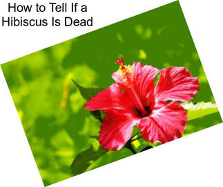 How to Tell If a Hibiscus Is Dead
