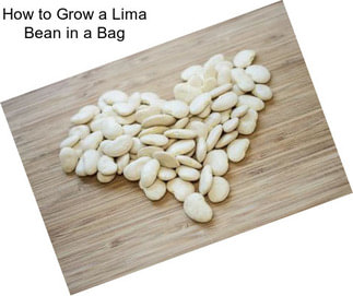 How to Grow a Lima Bean in a Bag
