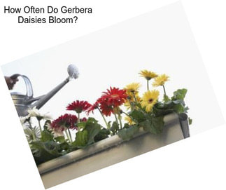 How Often Do Gerbera Daisies Bloom?