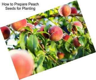 How to Prepare Peach Seeds for Planting