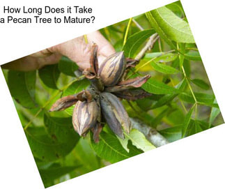 How Long Does it Take a Pecan Tree to Mature?