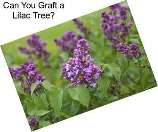 Can You Graft a Lilac Tree?