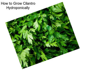 How to Grow Cilantro Hydroponically