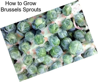 How to Grow Brussels Sprouts