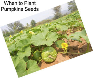 When to Plant Pumpkins Seeds