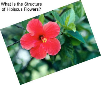 What Is the Structure of Hibiscus Flowers?