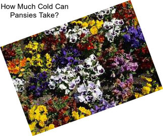 How Much Cold Can Pansies Take?