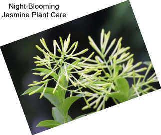 Night-Blooming Jasmine Plant Care