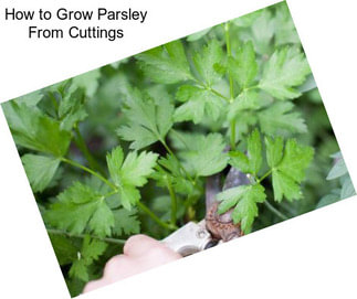 How to Grow Parsley From Cuttings