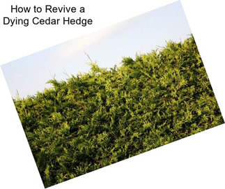 How to Revive a Dying Cedar Hedge