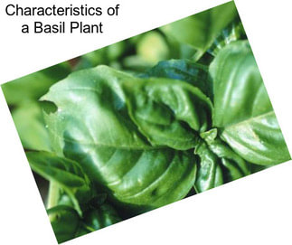 Characteristics of a Basil Plant