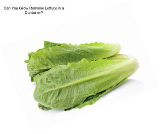 Can You Grow Romaine Lettuce in a Container?