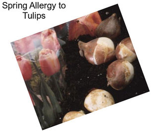 Spring Allergy to Tulips