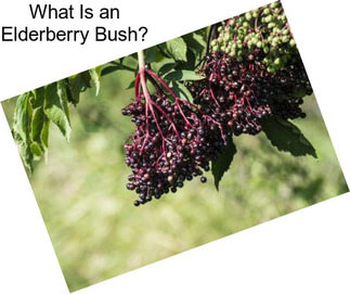 What Is an Elderberry Bush?