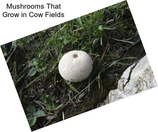 Mushrooms That Grow in Cow Fields