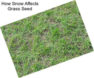 How Snow Affects Grass Seed