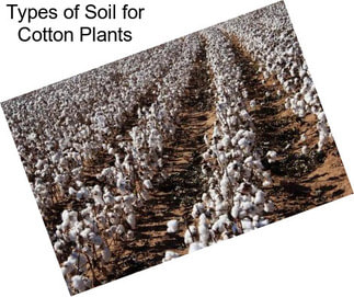 Types of Soil for Cotton Plants