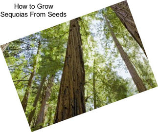 How to Grow Sequoias From Seeds
