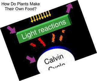 How Do Plants Make Their Own Food?