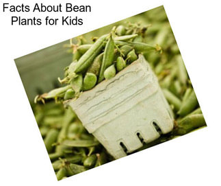 Facts About Bean Plants for Kids