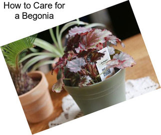 How to Care for a Begonia