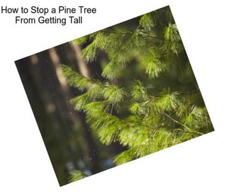 How to Stop a Pine Tree From Getting Tall