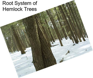 Root System of Hemlock Trees