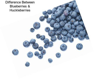 Difference Between Blueberries & Huckleberries