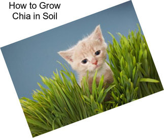 How to Grow Chia in Soil
