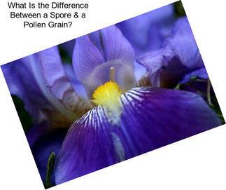 What Is the Difference Between a Spore & a Pollen Grain?