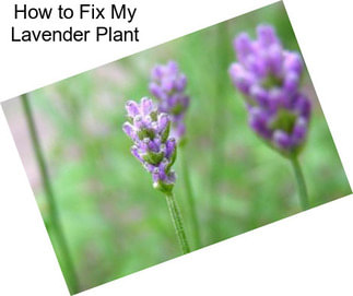 How to Fix My Lavender Plant